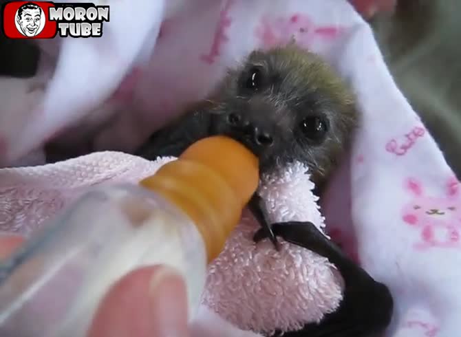 Video :Today's adorable video - a baby bat snatches its bottle